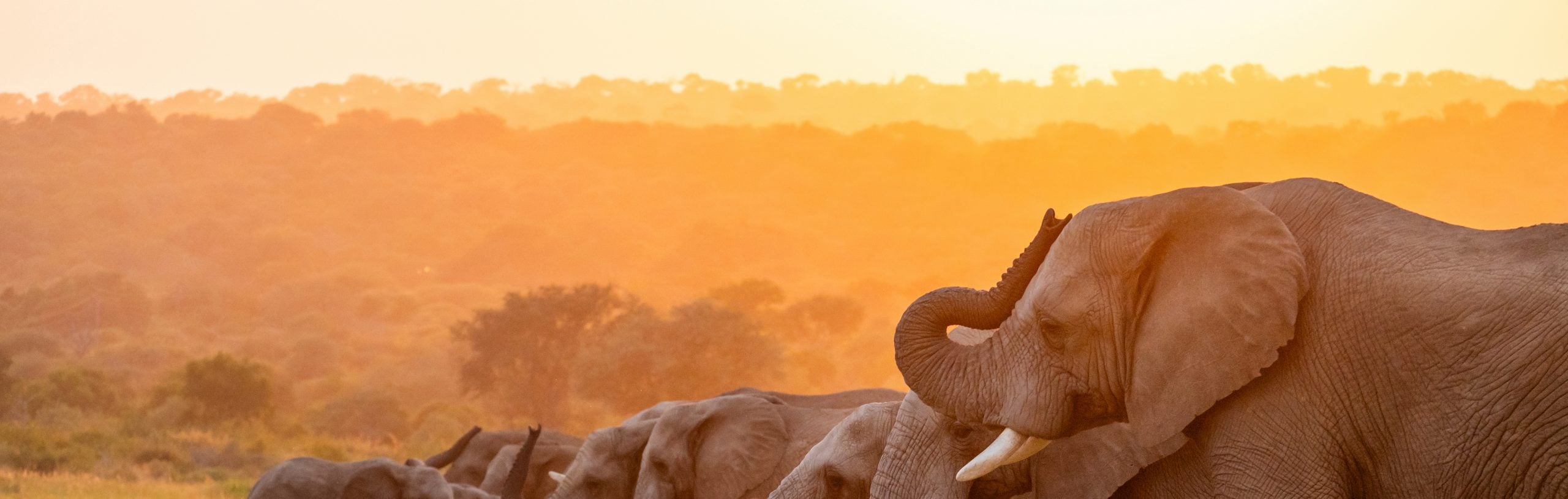 The Significance of a Soulful Safari