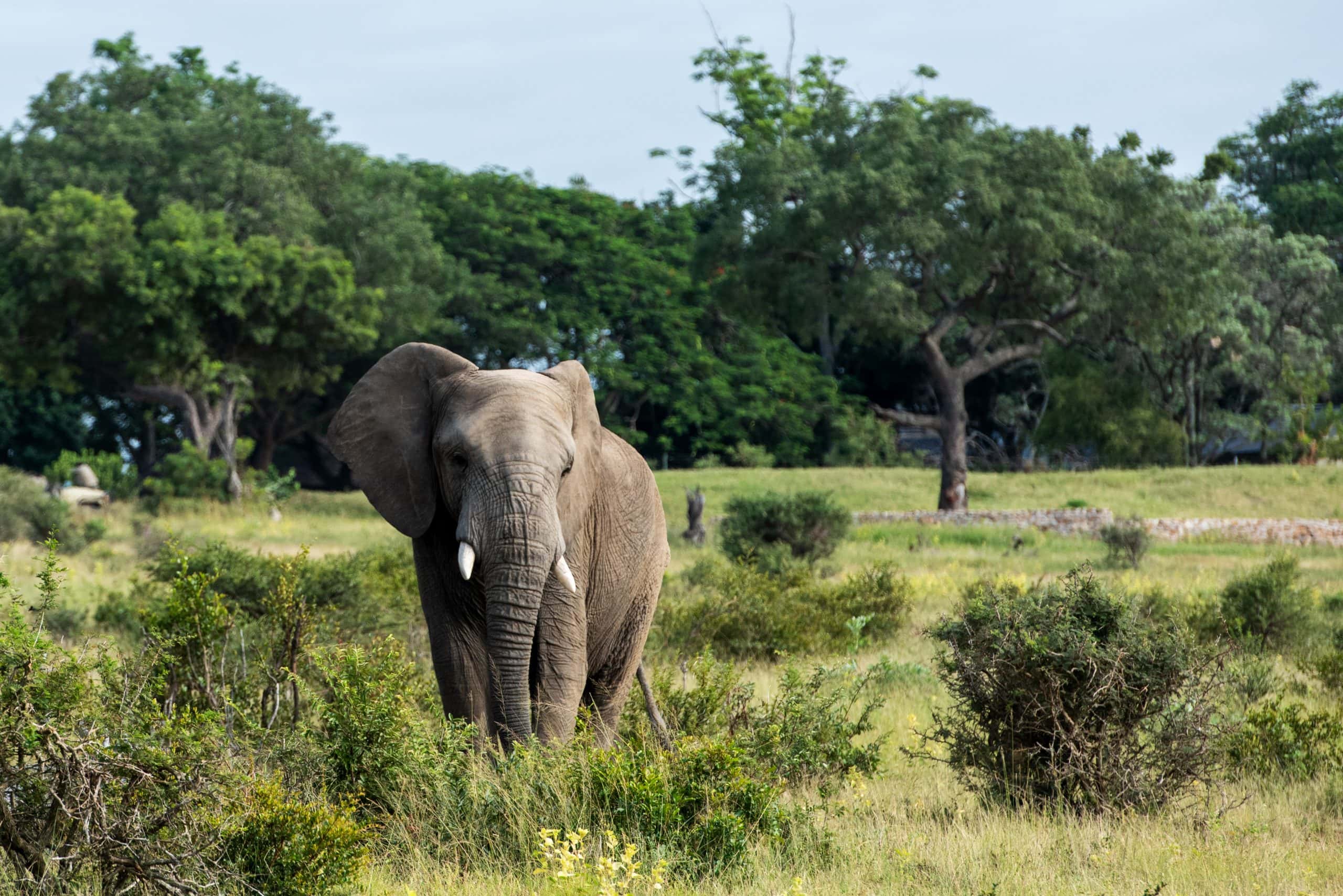 Holiday Blessings at Jabulani