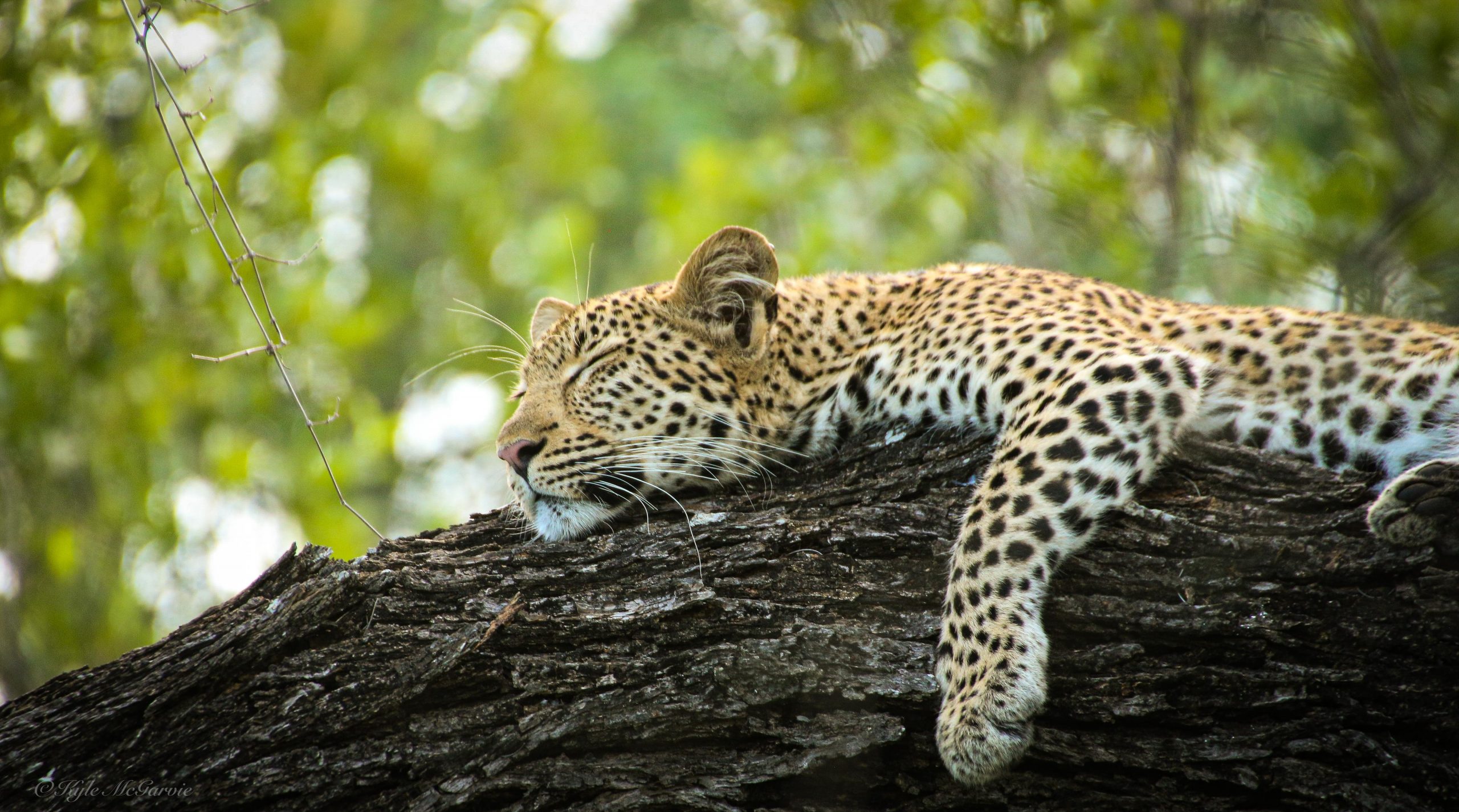 Recent Wildlife Sightings with the Jabulani Safari Rangers