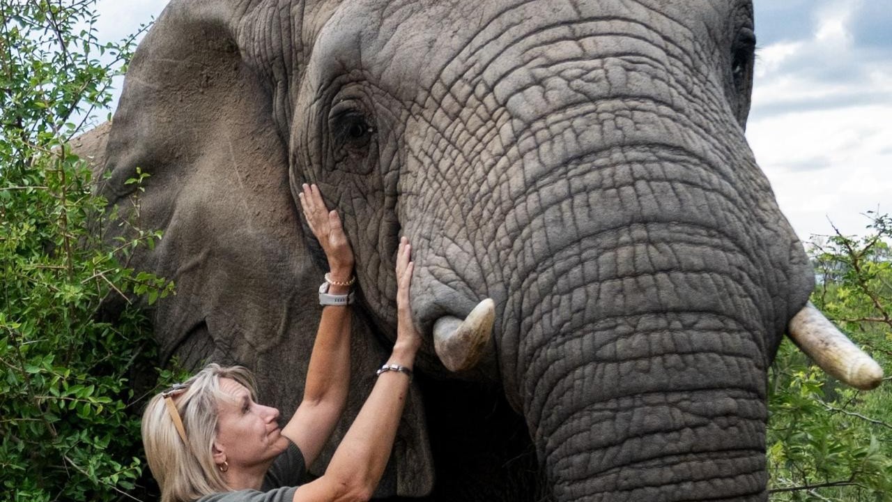 The Motherhood Wisdom of Elephants – A Letter from Adine
