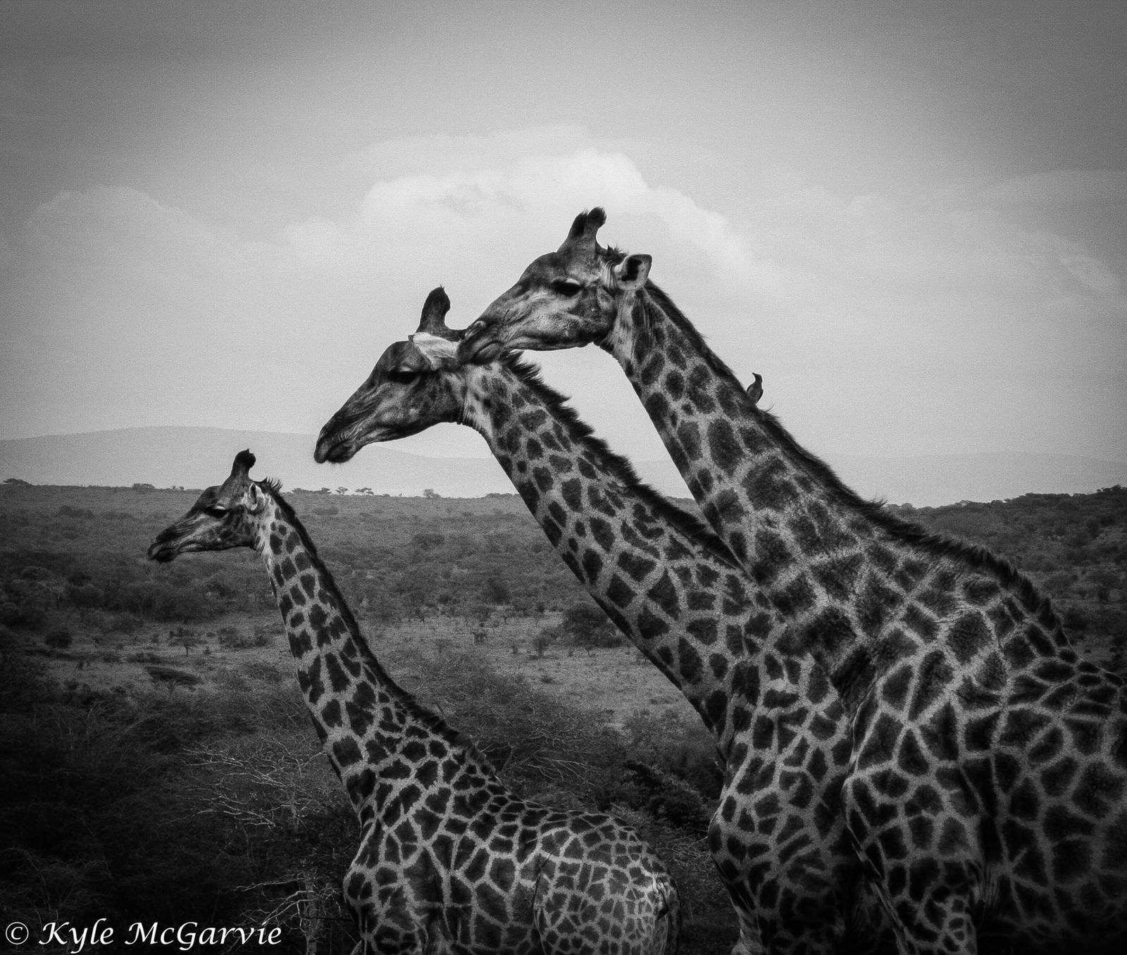Understanding the Grace of Giraffes | A New Perspective on an Icon of the Bushveld