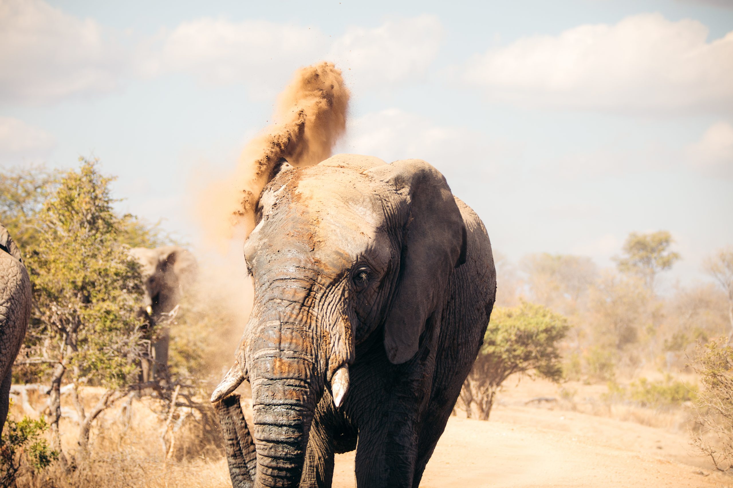 Jabulani’s 29th Birthday | From Orphan to Herd Member