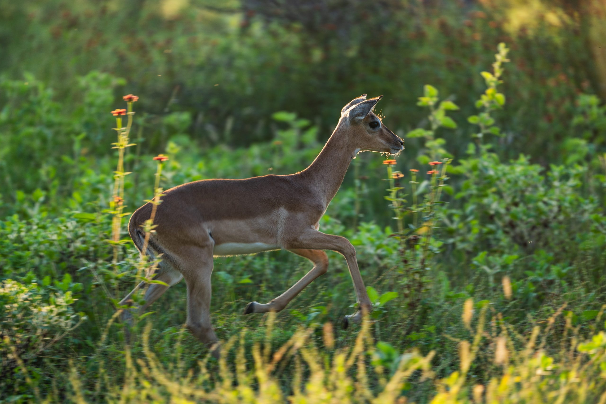 Celebrating 100 Years of Kruger National Park
