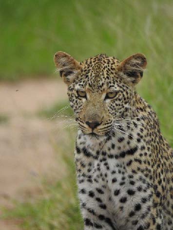 leopard itchy