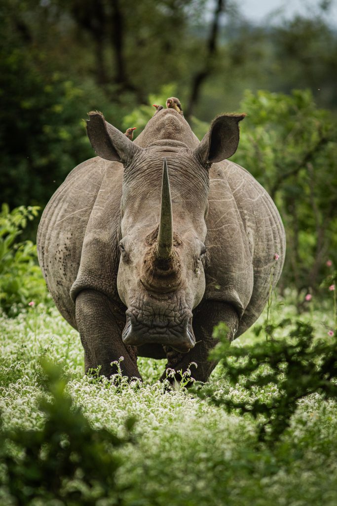 the seasons of jabulani safari