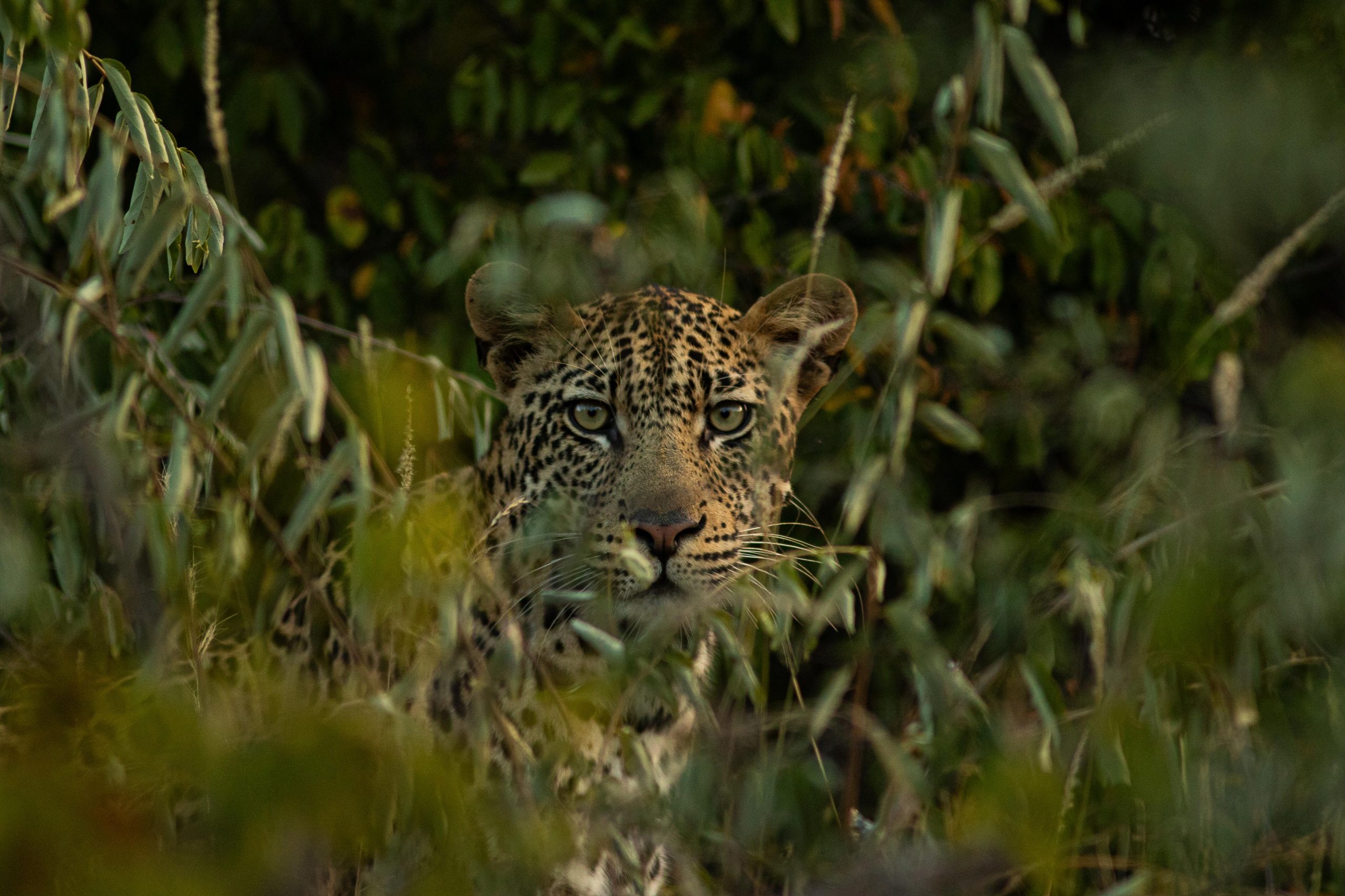 The Seasons of Hoedspruit | A Guide to the Best Time to Visit Jabulani